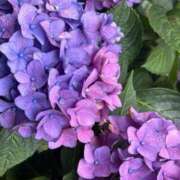 ヒメ日記 2025/06/05 07:20 投稿 なつき 吉原ファーストレディ