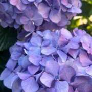 ヒメ日記 2025/06/09 07:36 投稿 なつき 吉原ファーストレディ