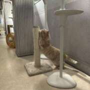 ヒメ日記 2025/06/13 08:46 投稿 なつき 吉原ファーストレディ