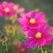 ヒメ日記 2025/06/14 06:39 投稿 なつき 吉原ファーストレディ