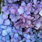 ヒメ日記 2025/06/16 06:31 投稿 なつき 吉原ファーストレディ