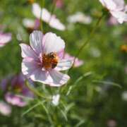 ヒメ日記 2025/07/01 07:12 投稿 なつき 吉原ファーストレディ