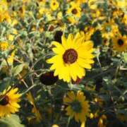 ヒメ日記 2025/07/16 11:46 投稿 なつき 吉原ファーストレディ