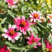 ヒメ日記 2025/07/17 06:44 投稿 なつき 吉原ファーストレディ