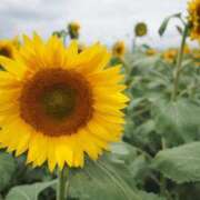 ヒメ日記 2025/07/21 20:48 投稿 なつき 吉原ファーストレディ