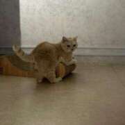 ヒメ日記 2025/07/24 14:26 投稿 なつき 吉原ファーストレディ