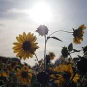 ヒメ日記 2025/07/31 13:16 投稿 なつき 吉原ファーストレディ