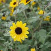 ヒメ日記 2025/08/10 06:36 投稿 なつき 吉原ファーストレディ