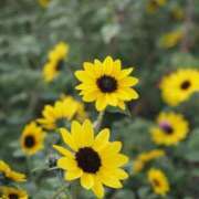 ヒメ日記 2025/08/22 05:56 投稿 なつき 吉原ファーストレディ