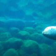 ヒメ日記 2025/08/25 06:06 投稿 なつき 吉原ファーストレディ