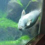 ヒメ日記 2025/09/08 06:26 投稿 なつき 吉原ファーストレディ