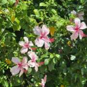 ヒメ日記 2025/09/11 10:30 投稿 なつき 吉原ファーストレディ