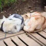 ヒメ日記 2025/09/20 05:49 投稿 なつき 吉原ファーストレディ