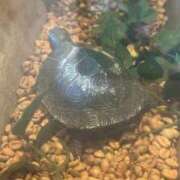 ヒメ日記 2025/09/27 16:43 投稿 なつき 吉原ファーストレディ