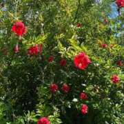 ヒメ日記 2025/10/01 06:06 投稿 なつき 吉原ファーストレディ