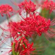 ヒメ日記 2025/10/04 06:16 投稿 なつき 吉原ファーストレディ