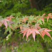 ヒメ日記 2025/10/07 06:23 投稿 なつき 吉原ファーストレディ