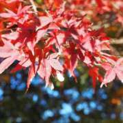 ヒメ日記 2025/10/14 07:26 投稿 なつき 吉原ファーストレディ