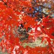 ヒメ日記 2025/10/19 05:26 投稿 なつき 吉原ファーストレディ