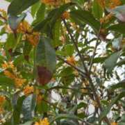 ヒメ日記 2025/10/20 12:36 投稿 なつき 吉原ファーストレディ