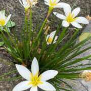 ヒメ日記 2025/10/22 06:26 投稿 なつき 吉原ファーストレディ