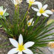 ヒメ日記 2025/10/27 06:26 投稿 なつき 吉原ファーストレディ