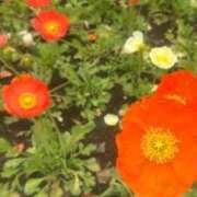 ヒメ日記 2025/11/04 05:56 投稿 なつき 吉原ファーストレディ