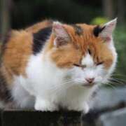 ヒメ日記 2025/11/13 15:26 投稿 なつき 吉原ファーストレディ