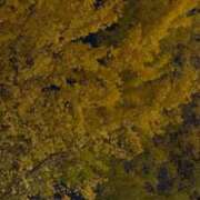 ヒメ日記 2025/11/18 06:06 投稿 なつき 吉原ファーストレディ