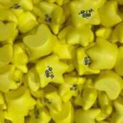 ヒメ日記 2025/12/17 07:43 投稿 なつき 吉原ファーストレディ