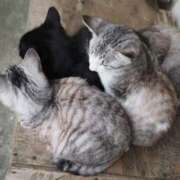 ヒメ日記 2026/01/06 07:25 投稿 なつき 吉原ファーストレディ