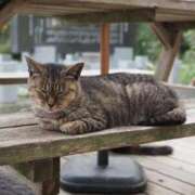 ヒメ日記 2026/01/13 06:06 投稿 なつき 吉原ファーストレディ