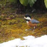 ヒメ日記 2026/01/22 06:54 投稿 なつき 吉原ファーストレディ