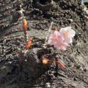 ヒメ日記 2026/02/03 12:38 投稿 なつき 吉原ファーストレディ