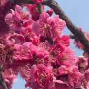 ヒメ日記 2026/02/15 06:10 投稿 なつき 吉原ファーストレディ