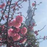 ヒメ日記 2026/02/15 06:31 投稿 なつき 吉原ファーストレディ