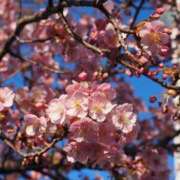 ヒメ日記 2026/02/20 08:46 投稿 なつき 吉原ファーストレディ