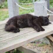 ヒメ日記 2026/03/03 06:59 投稿 なつき 吉原ファーストレディ