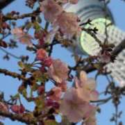 ヒメ日記 2026/03/12 06:26 投稿 なつき 吉原ファーストレディ