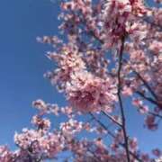 ヒメ日記 2026/03/13 06:25 投稿 なつき 吉原ファーストレディ