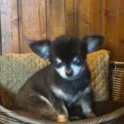 ヒメ日記 2026/03/16 06:16 投稿 なつき 吉原ファーストレディ