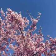 ヒメ日記 2026/03/24 11:56 投稿 なつき 吉原ファーストレディ