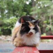 ヒメ日記 2026/04/03 06:16 投稿 なつき 吉原ファーストレディ