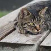 ヒメ日記 2026/04/11 08:06 投稿 なつき 吉原ファーストレディ