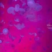 ヒメ日記 2026/04/14 13:19 投稿 なつき 吉原ファーストレディ