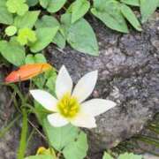 ヒメ日記 2026/04/15 06:16 投稿 なつき 吉原ファーストレディ