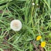 ヒメ日記 2026/04/17 13:01 投稿 なつき 吉原ファーストレディ