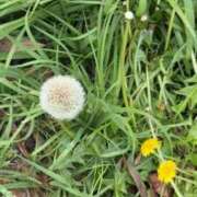 ヒメ日記 2026/04/19 05:22 投稿 なつき 吉原ファーストレディ