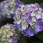 ヒメ日記 2026/05/24 06:16 投稿 なつき 吉原ファーストレディ