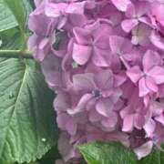 ヒメ日記 2026/06/11 06:16 投稿 なつき 吉原ファーストレディ